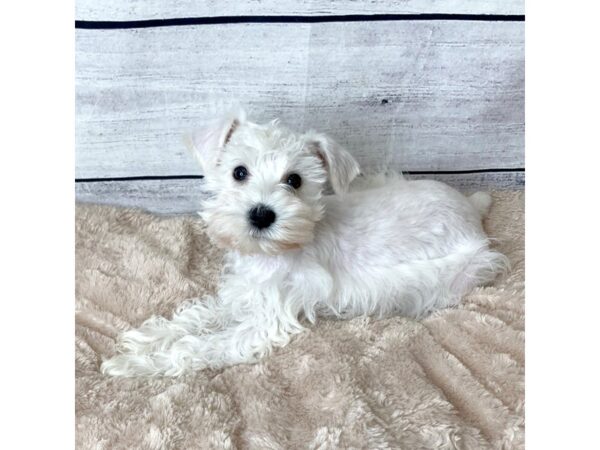 Mini Schnauzer DOG Female white 6732 Petland Ashland, Kentucky