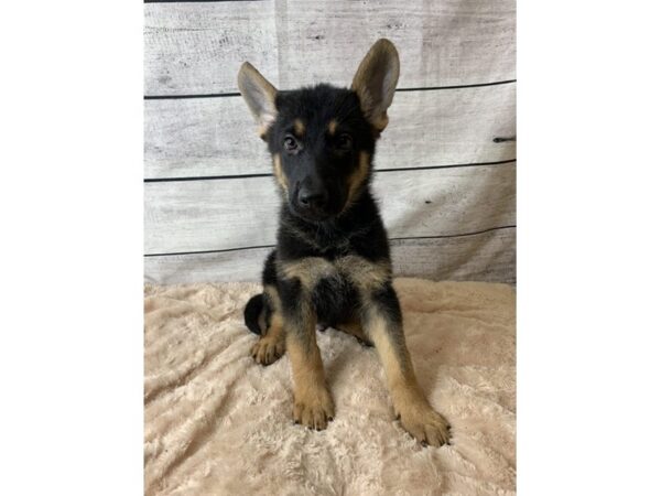 German Shepherd Dog DOG Male Black / Tan 6735 Petland Ashland, Kentucky