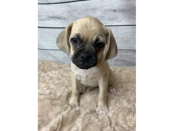 Puggle DOG Male Fawn 6737 Petland Ashland, Kentucky