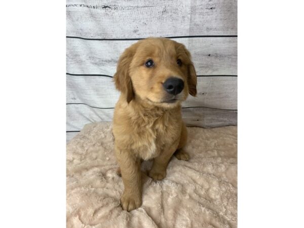 Golden Retriever DOG Male Dark Golden 6740 Petland Ashland, Kentucky