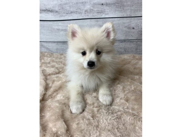 Pomeranian-DOG-Male-Cream-6741-Petland Ashland, Kentucky