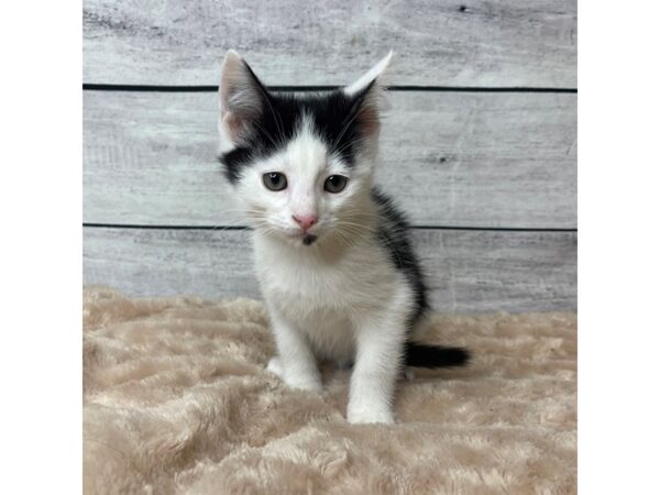 Domestic Short Hair-CAT-Male-Black/White-6713-Petland Ashland, Kentucky