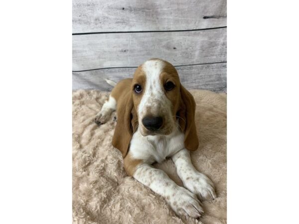 Basset Hound DOG Male Red / White 6738 Petland Ashland, Kentucky