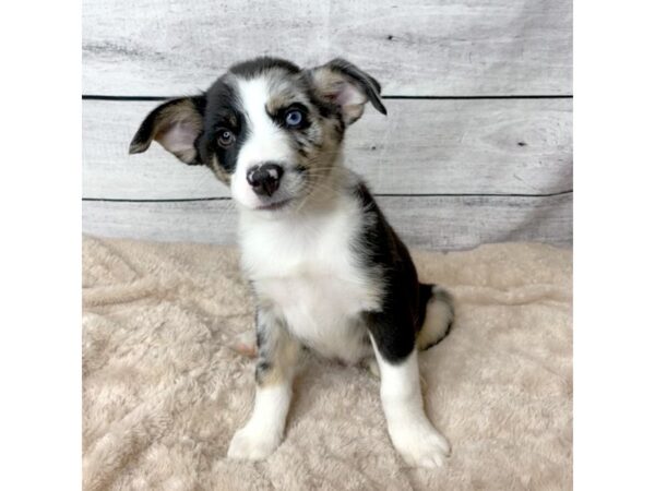 Miniature Australian Shepherd DOG Male Blue Merle 6746 Petland Ashland, Kentucky