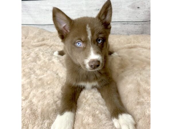 Pomsky DOG Female Red 6744 Petland Ashland, Kentucky