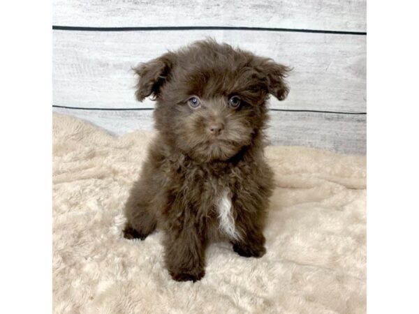 Pomapoo DOG Male Chocolate 6743 Petland Ashland, Kentucky