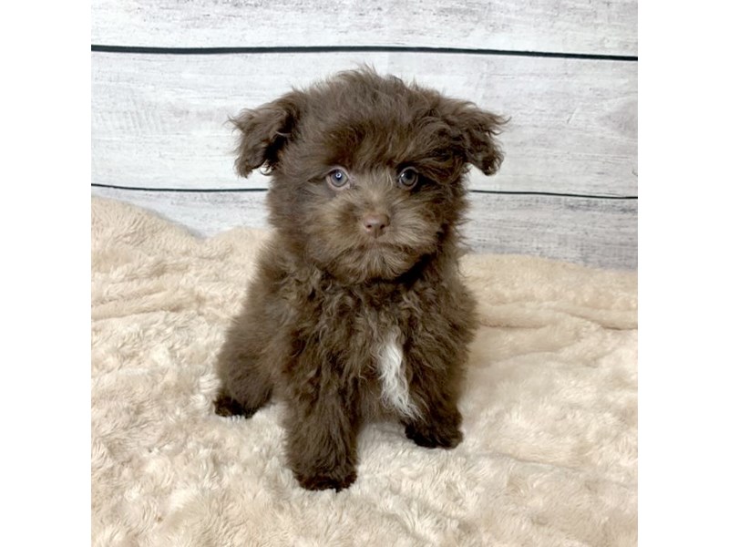 Pomapoo Puppy Chocolate ID:6743 Located at Petland Ashland, Kentucky