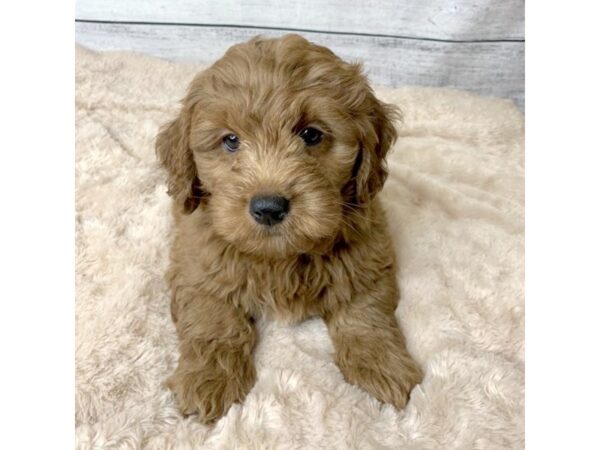 Goldendoodle Mini-DOG-Male-Red-6742-Petland Ashland, Kentucky