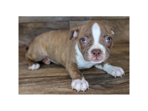 Boston Terrier DOG Female Seal Brindle / White 6749 Petland Ashland, Kentucky