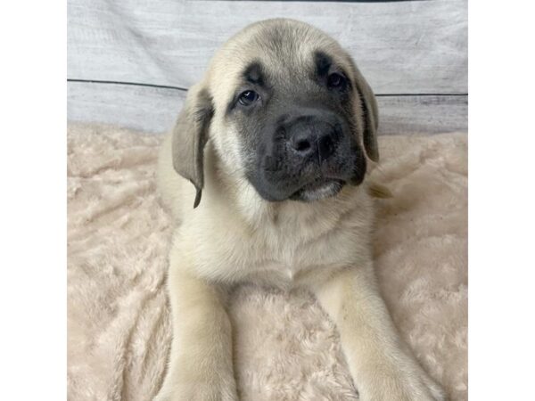 English Mastiff DOG Male Fawn 6757 Petland Ashland, Kentucky