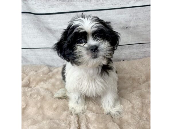 Shih Tzu DOG Male Black / White 6753 Petland Ashland, Kentucky