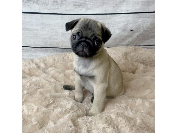 Pug DOG Female Fawn 6752 Petland Ashland, Kentucky