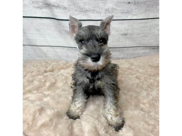 Miniature Schnauzer DOG Female Salt / Pepper 6751 Petland Ashland, Kentucky