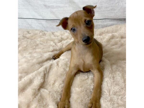 Miniature Pinscher-DOG-Male-Stag Red-6750-Petland Ashland, Kentucky