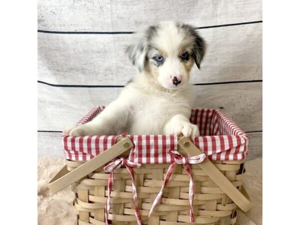 Australian Shepherd DOG Male Blue Merle 6756 Petland Ashland, Kentucky