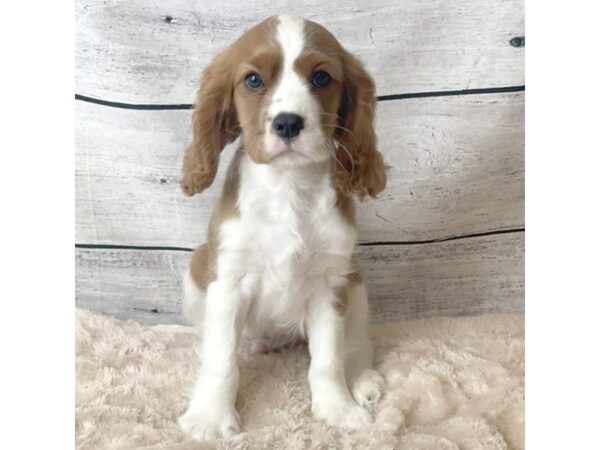 Cavalier King Charles Spaniel DOG Male Blenheim / White 6754 Petland Ashland, Kentucky