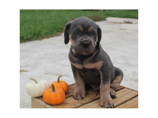 Cane Corso DOG Male Blue / Tan 6764 Petland Ashland, Kentucky