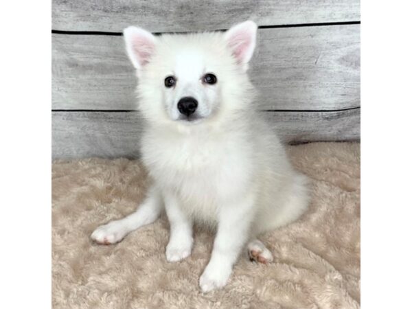 American Eskimo Dog DOG Female White 6748 Petland Ashland, Kentucky