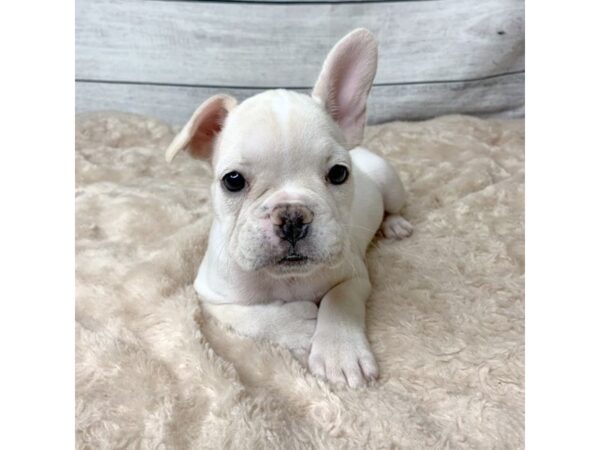 French Bulldog DOG Female Cream 6759 Petland Ashland, Kentucky