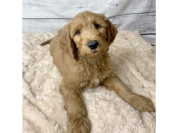 Goldendoodle DOG Male Apricot 6760 Petland Ashland, Kentucky