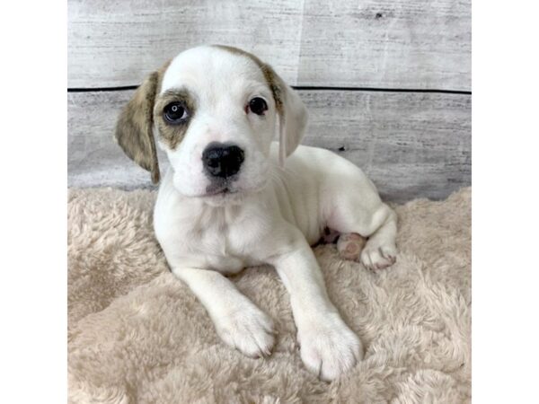 Bulldog DOG Female White / Brindle 6761 Petland Ashland, Kentucky