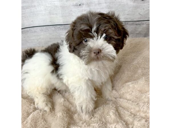 Poodle/Shih Tzu DOG Male Chocolate / White 6762 Petland Ashland, Kentucky