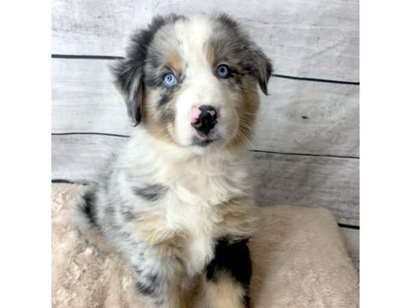 Australian Shepherd DOG Male Blue Merle 6763 Petland Ashland, Kentucky