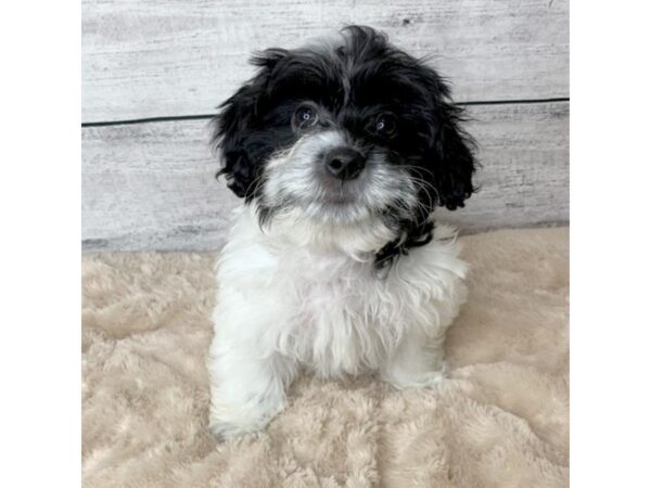 ShizaPoo-DOG-Male-Black / White-6780-Petland Ashland, Kentucky