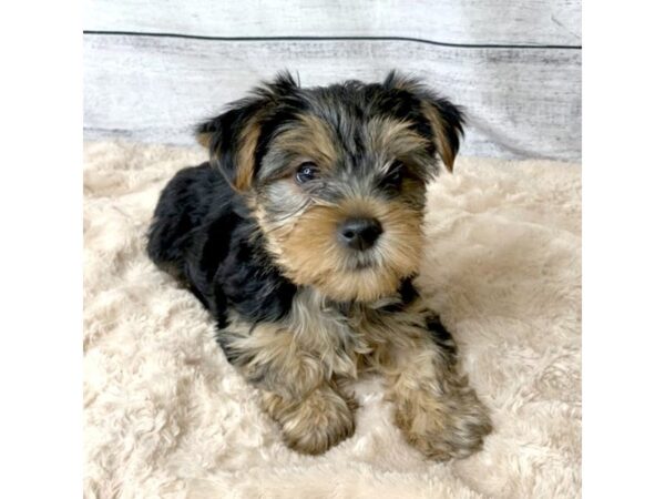 Yorkshire Terrier DOG Male Black / Tan 6779 Petland Ashland, Kentucky