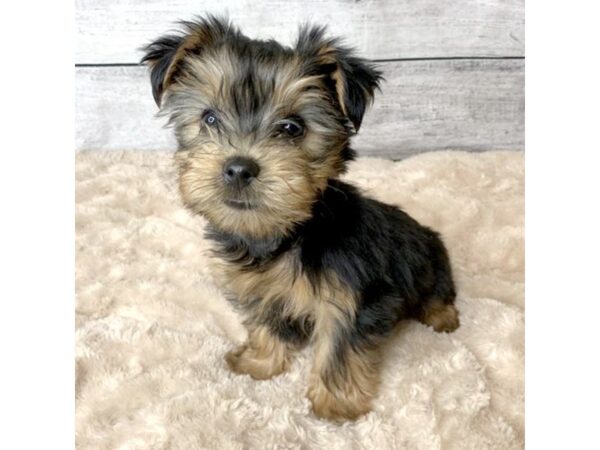 Yorkshire Terrier DOG Male Black / Tan 6778 Petland Ashland, Kentucky