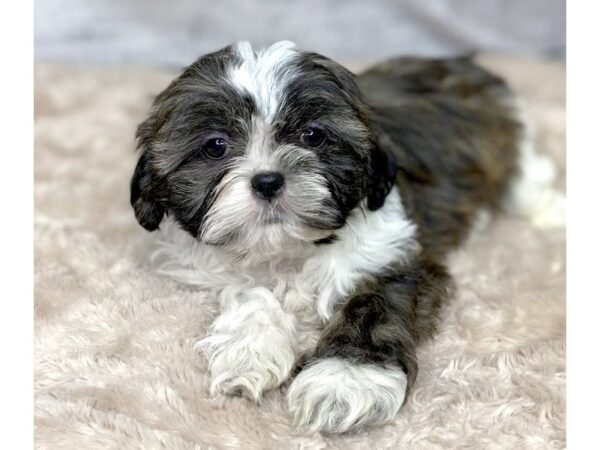 Shih Tzu DOG Female Brown / White 6777 Petland Ashland, Kentucky