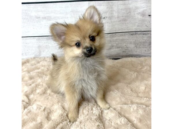 Pomeranian DOG Female Orange Sable 6776 Petland Ashland, Kentucky