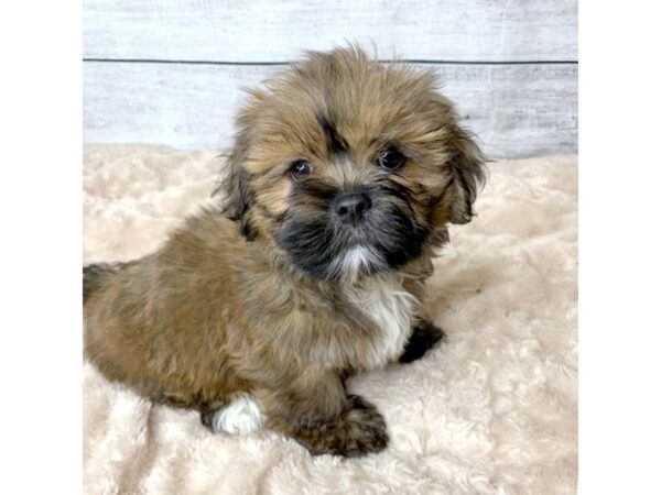 Lhasa Apso DOG Male Red Gold 6773 Petland Ashland, Kentucky