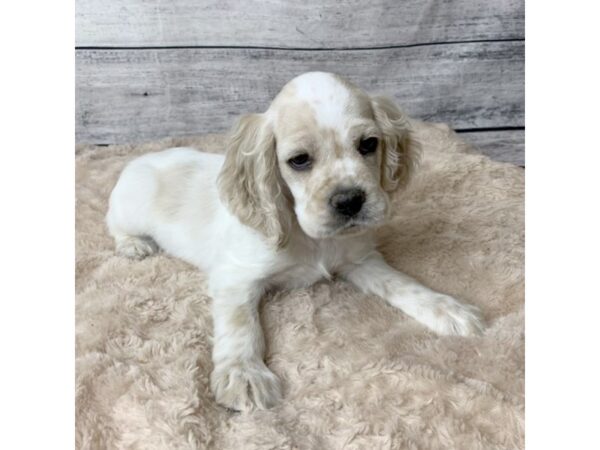 Cocker Spaniel DOG Male Buff / White 6771 Petland Ashland, Kentucky