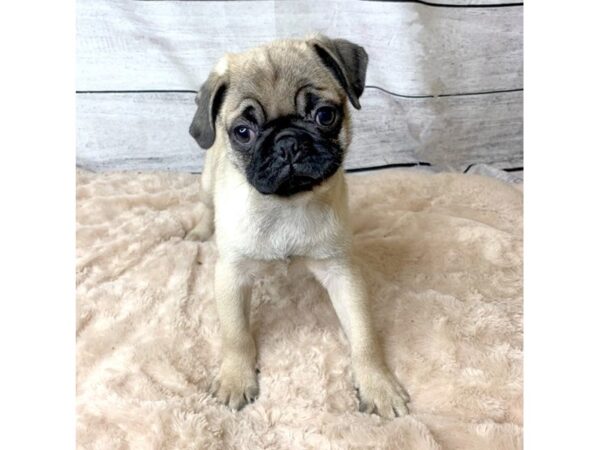 Pug DOG Male Fawn 6767 Petland Ashland, Kentucky