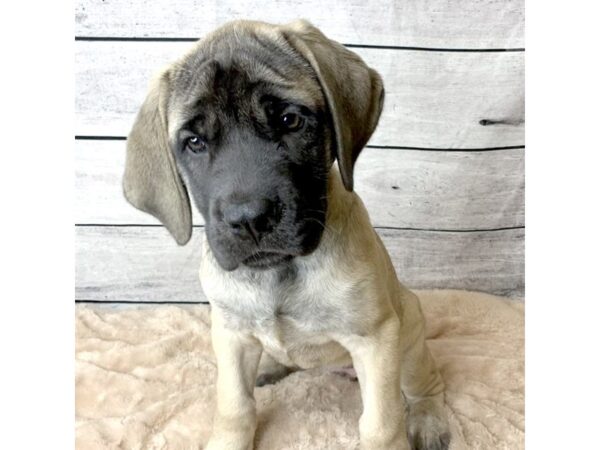 Mastiff-DOG-Female-Fawn-6766-Petland Ashland, Kentucky