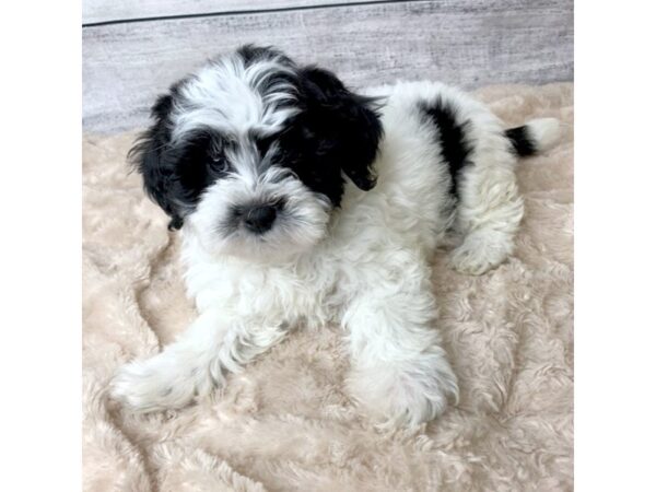 Teddy Bear DOG Female Black / White 6765 Petland Ashland, Kentucky