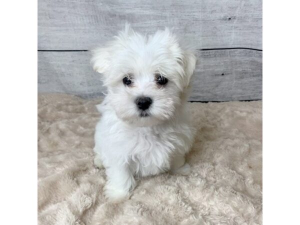 Maltese DOG Male White 6774 Petland Ashland, Kentucky