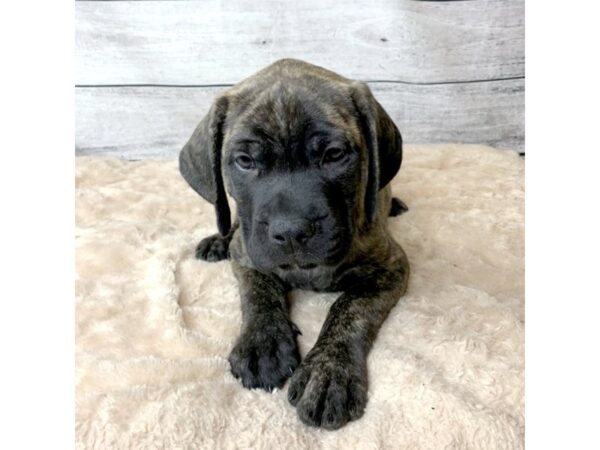 Mastiff DOG Male Brindle 6775 Petland Ashland, Kentucky