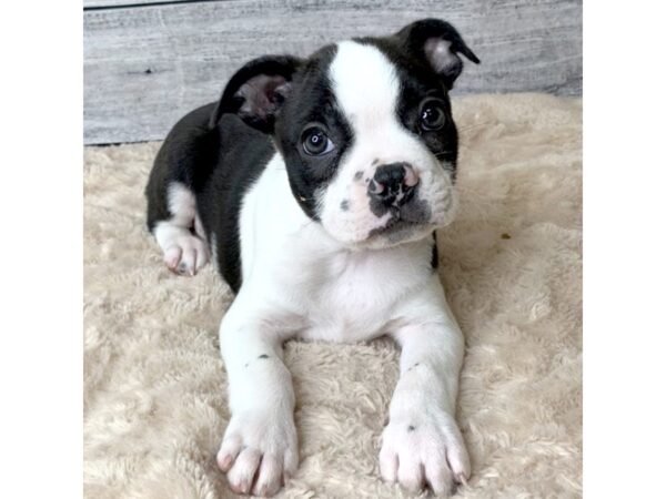 Boston Terrier DOG Male Black / White 6769 Petland Ashland, Kentucky