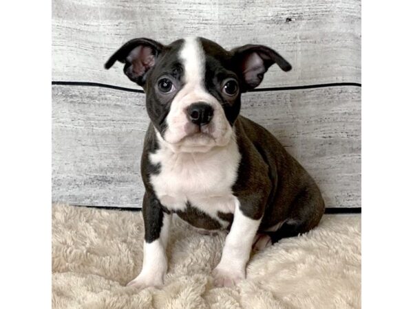 Boston Terrier DOG Female Brindle / White 6781 Petland Ashland, Kentucky