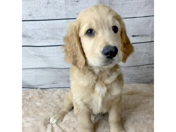 Golden Retriever DOG Male Golden 6772 Petland Ashland, Kentucky