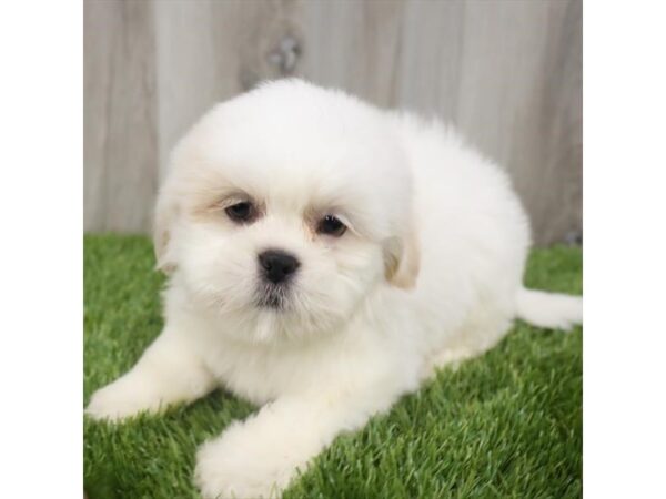 Lhasa Apso DOG Male Cream 6785 Petland Ashland, Kentucky