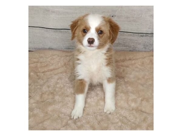 Bernedoodle Mini 2nd Gen-DOG-Female-Red-6783-Petland Ashland, Kentucky