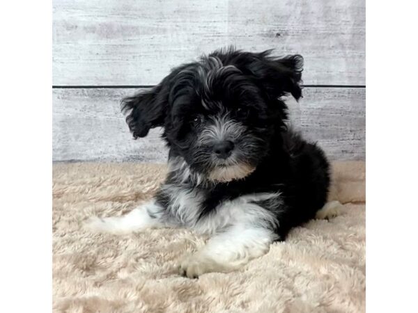 Havanese DOG Female Black 6784 Petland Ashland, Kentucky