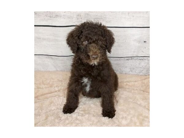 Poodle Standard-DOG-Male-Chocolate-6786-Petland Ashland, Kentucky