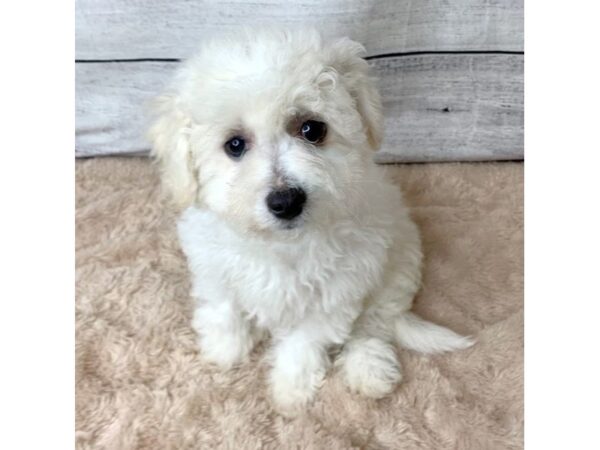 Bichon Frise DOG Male White 6787 Petland Ashland, Kentucky