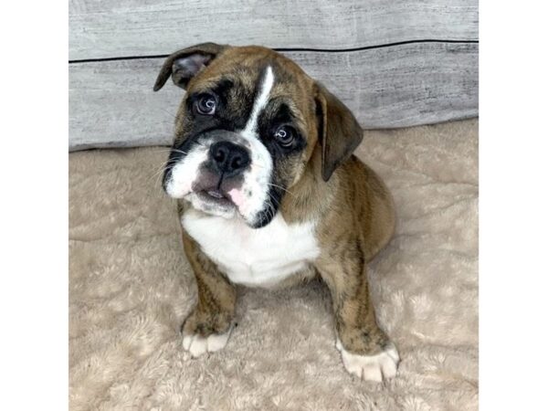 Bulldog DOG Male Brindle / White 6788 Petland Ashland, Kentucky