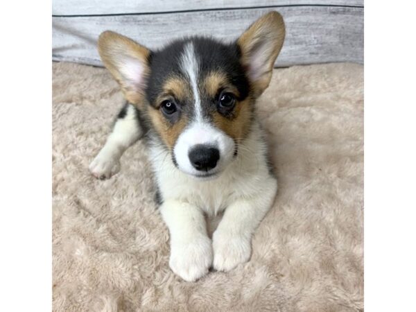 Pembroke Welsh Corgi DOG Female Black Tan / White 6789 Petland Ashland, Kentucky