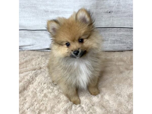 Pomeranian DOG Male Red Sable 6790 Petland Ashland, Kentucky